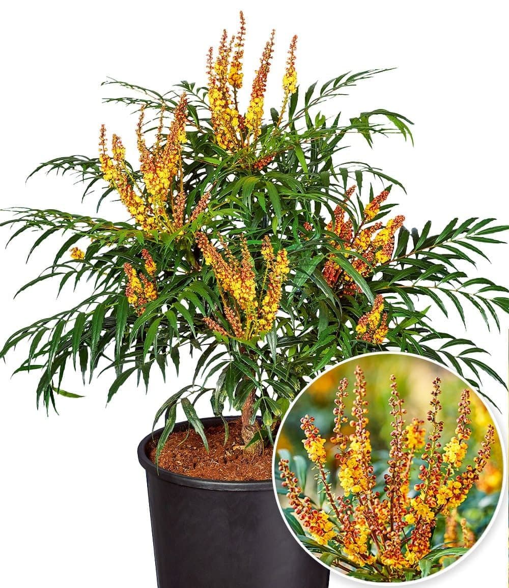 BALDUR Garten Zierstrauch Mahonie 'Volcano®' (MYOY) Grün/Gelb - Bild 2