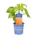 Pflanzen für Dich Snack-Paprika Salma Orange F1 10,5cm Topf Bild 2
