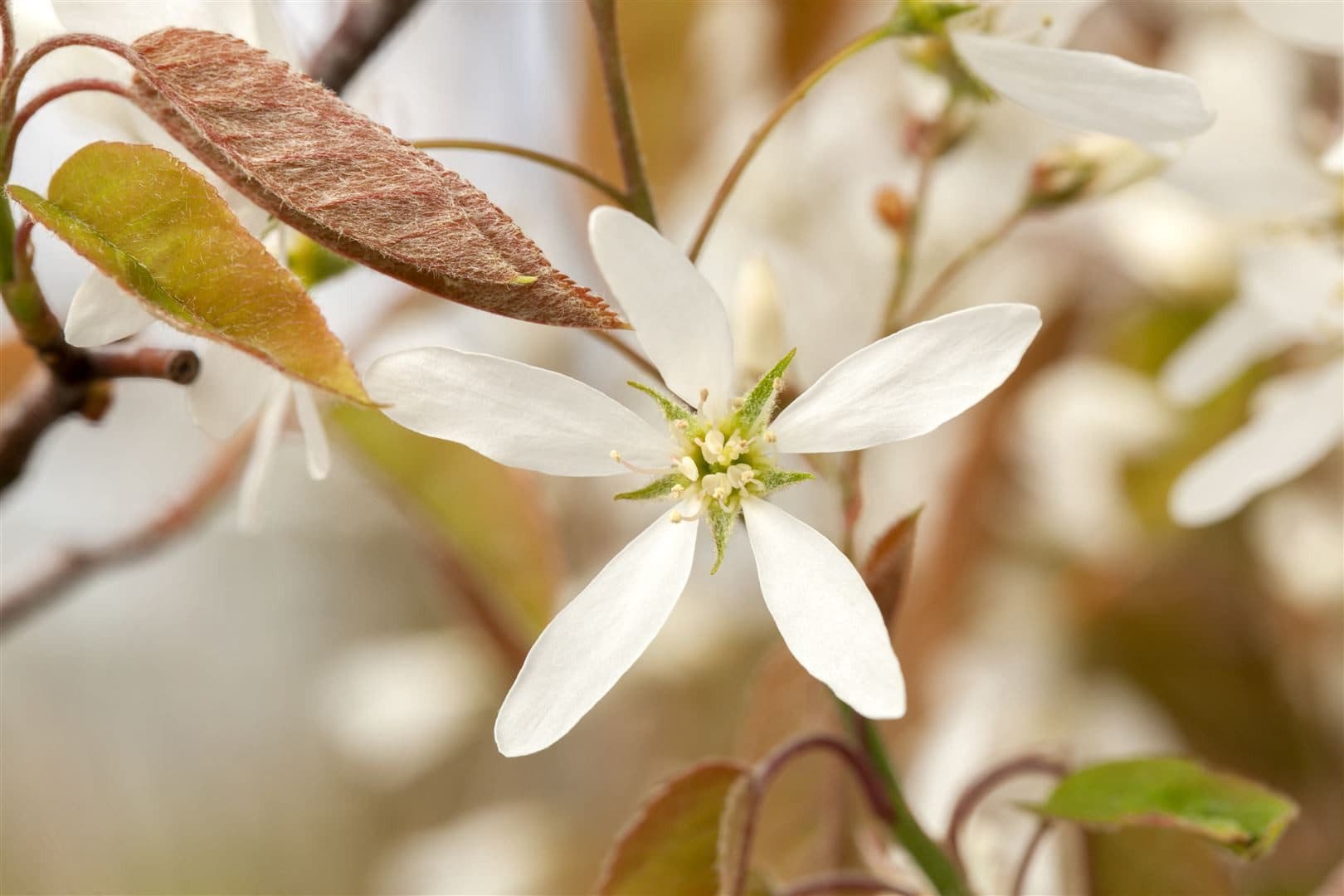 Pflanzen für Dich Kupfer-Felsenbirne Amelanchier lamarckii 1 St. - Bild 2