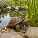 Online-Fuchs Teichfigur Schildkröte Deko Figur Garten Kunstharz Bild 2