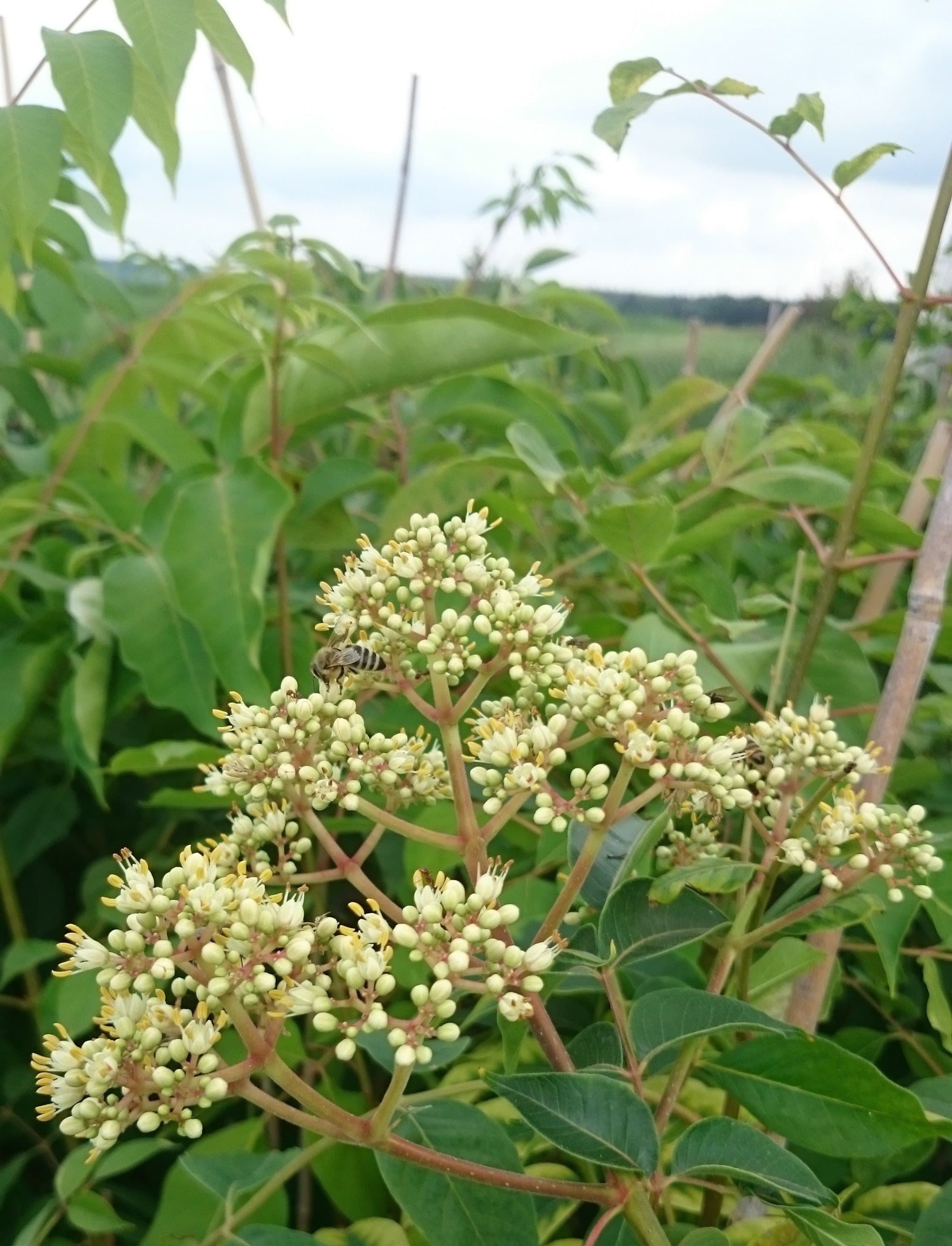 Baumschule Gold Bienenbaum Honigesche