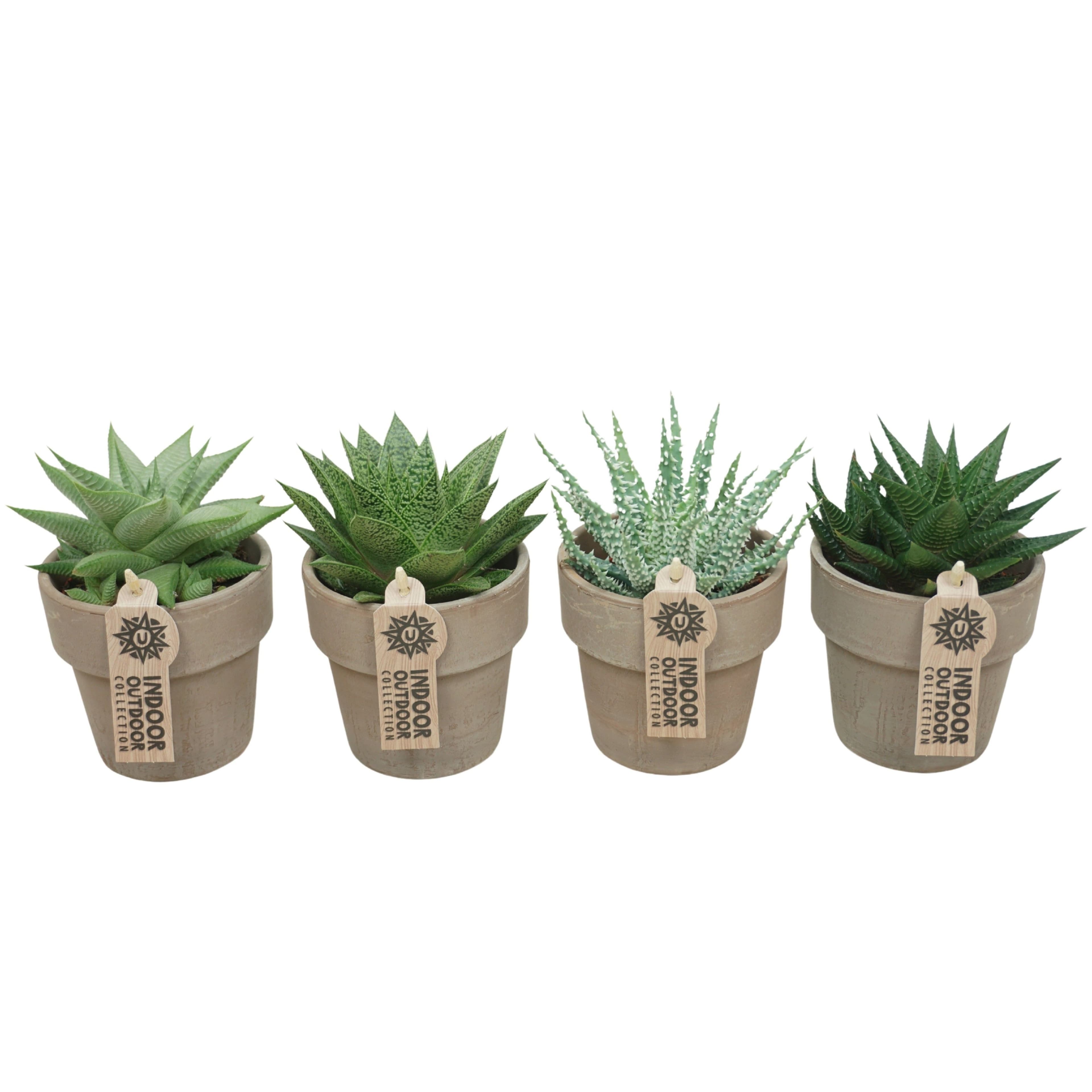 meinvipshop Zimmerpflanze Aloe Vera im 4er Set mit Übertopf
