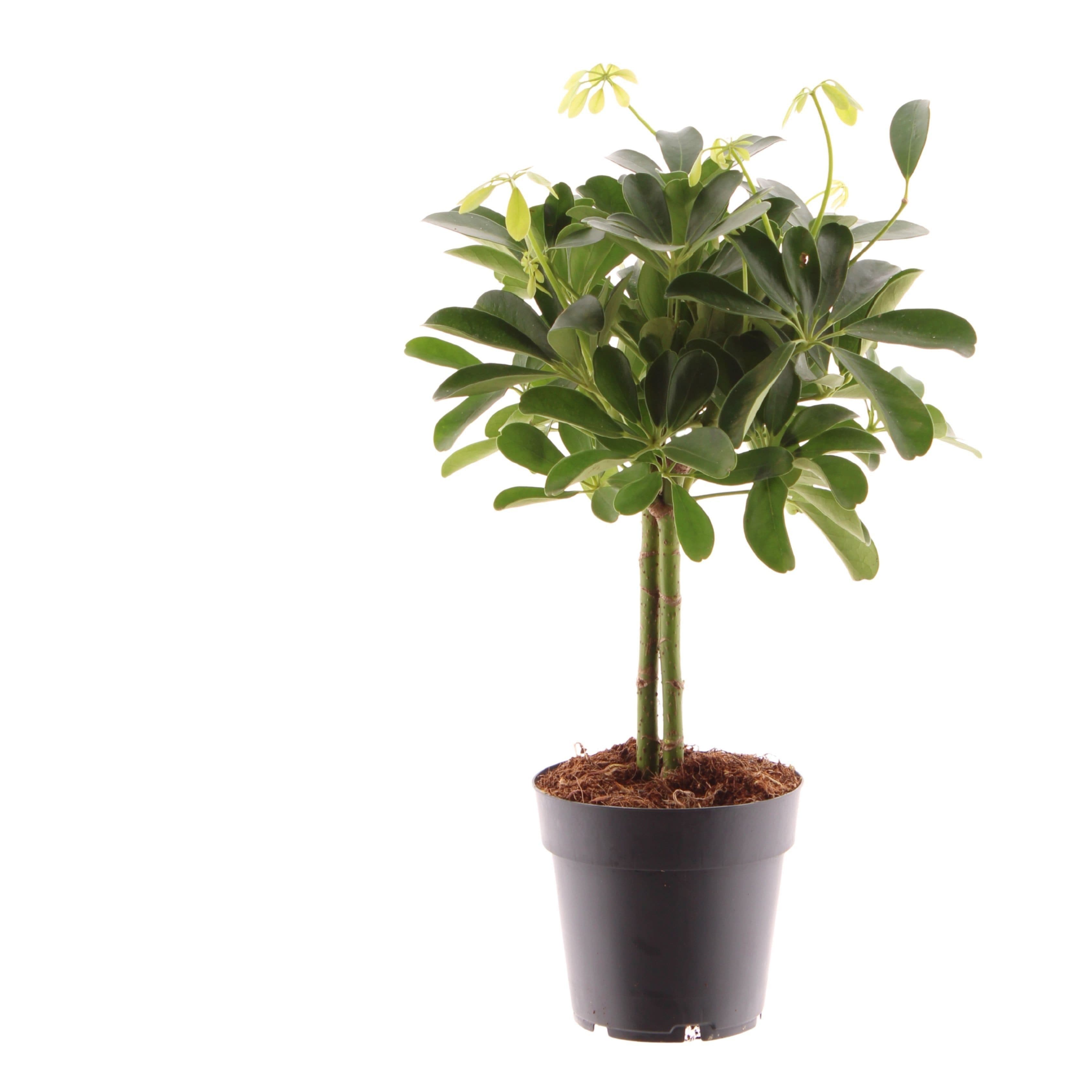 meinvipshop Schefflera arboricola Nora 50cm Grüne Zimmerpflanze