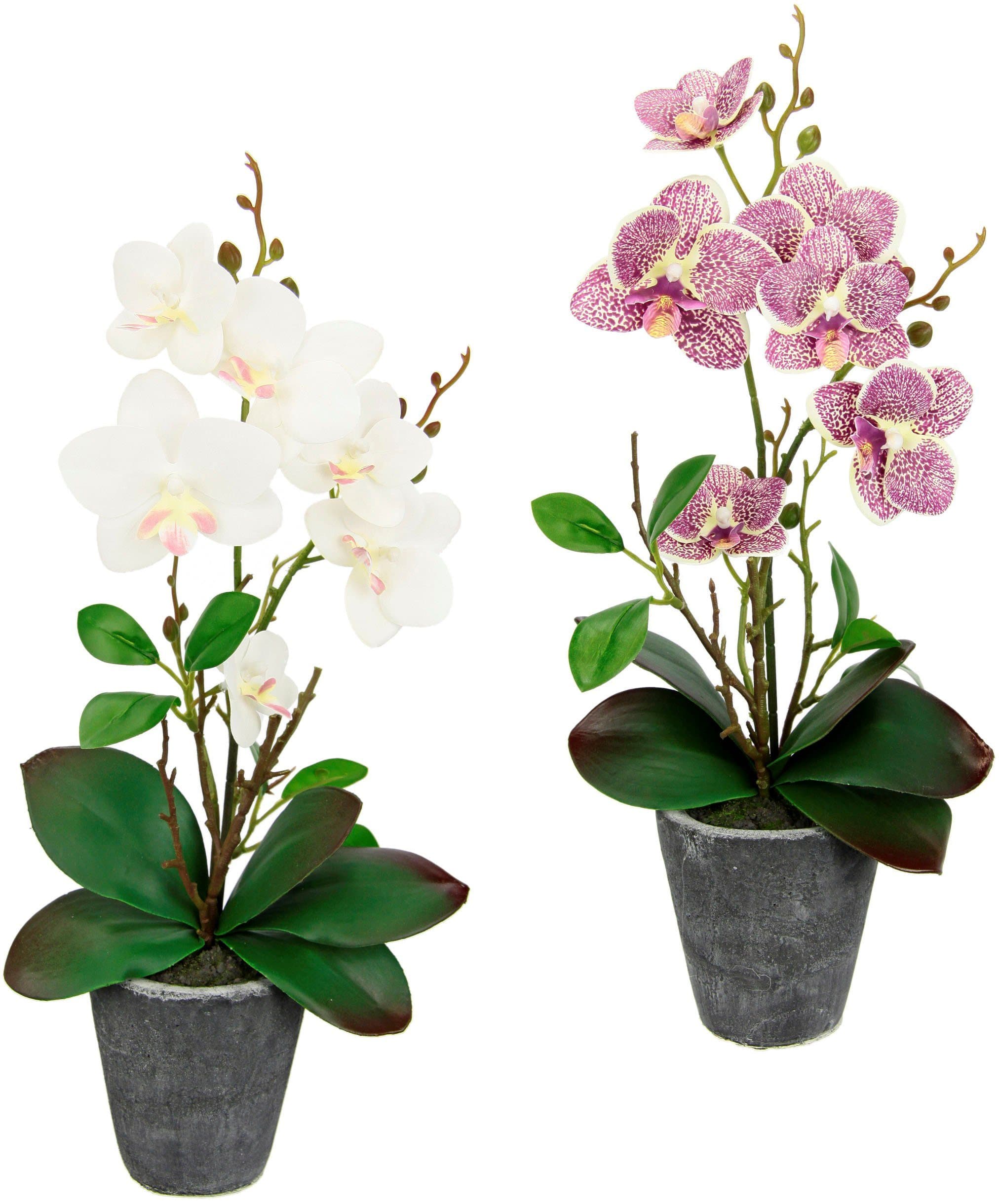 I.GE.A. Kunstorchidee Phalaenopsis 2er Set Creme/Rosa Keramiktopf