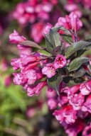 Pflanzen für Dich Weigela florida Victoria, 1 St., Weigelie, Glockenstrauch Bild 2