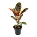 Exotenherz Gummibaum Ficus elastica Belize 17cm Topf Bild 2