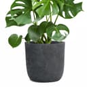 Pflanzwerk® Pflanzkübel CUP Premium Fiberglas Schwarz Frostbeständig Bild 2