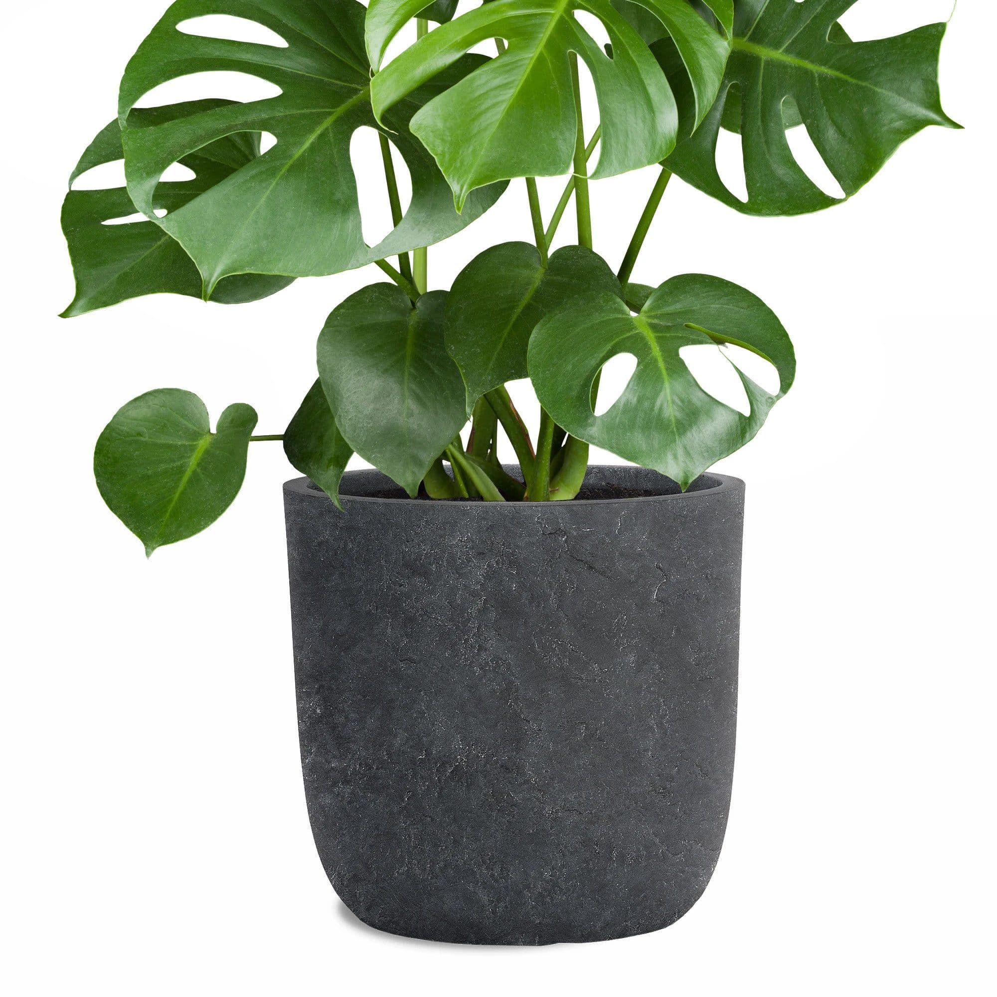 Pflanzwerk® Pflanzkübel CUP Premium Fiberglas Schwarz Frostbeständig - Bild 2