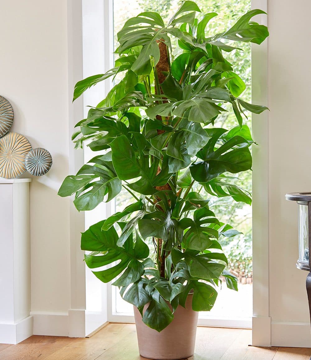 Monstera Pertusum am Moosstab ca. 120 cm