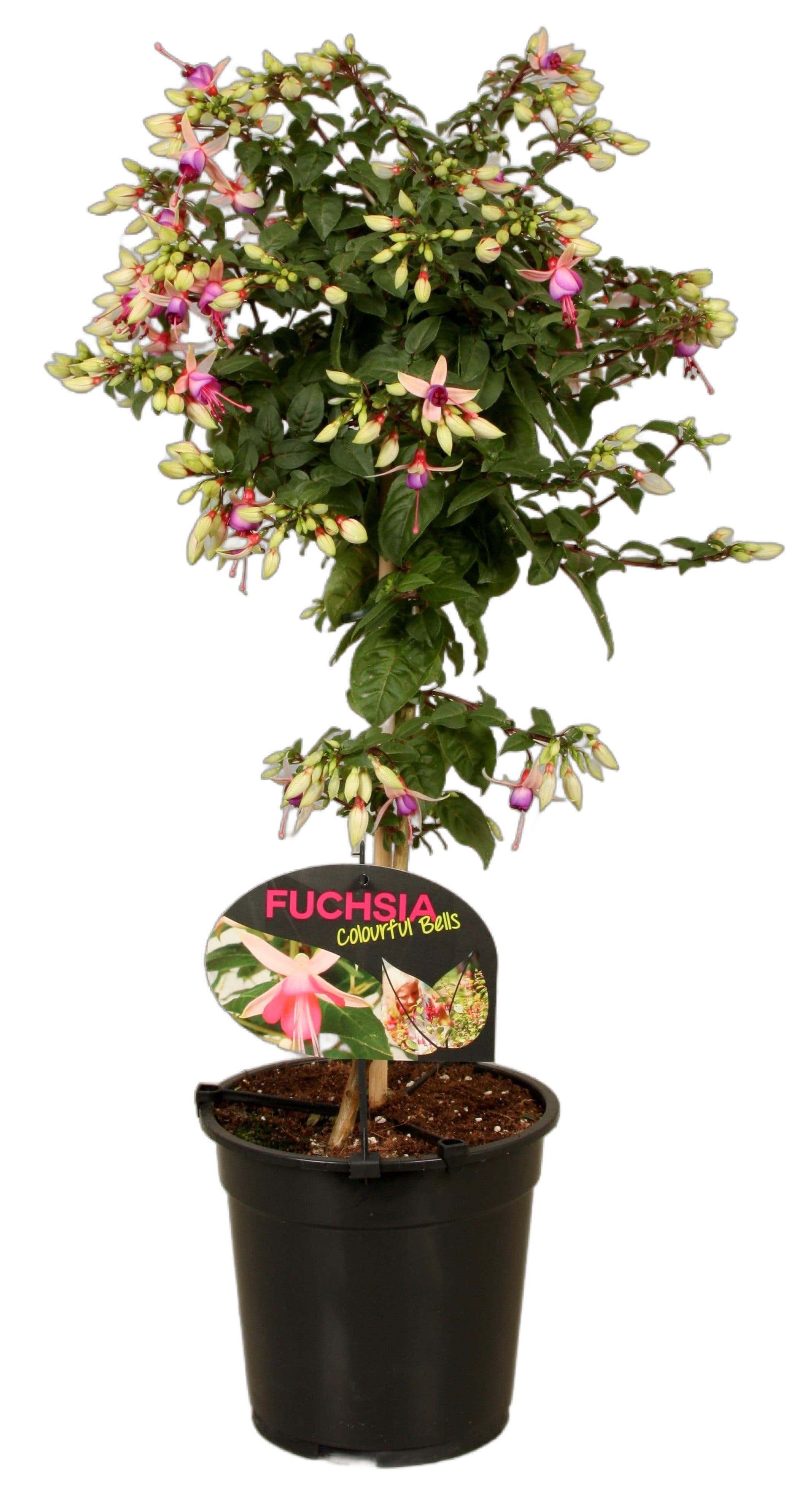 Fuchsia Ellebel Topfpflanze 75cm XXL Farbtropfen