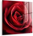 MuchoWow Acrylglasbild Rose Rot Inkl. Aufhängung Bild 2