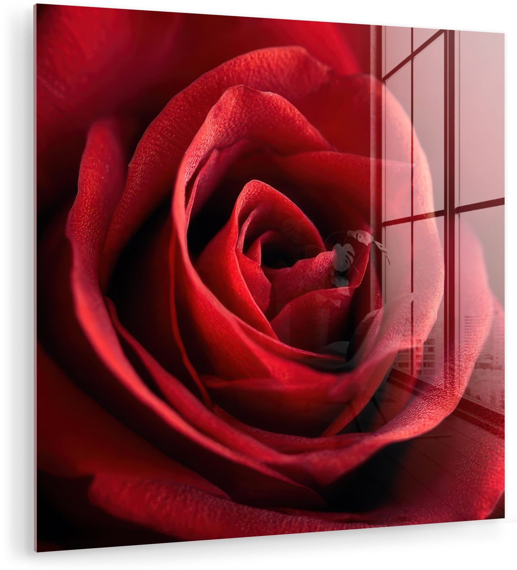 MuchoWow Acrylglasbild Rose Rot Inkl. Aufhängung - Bild 2