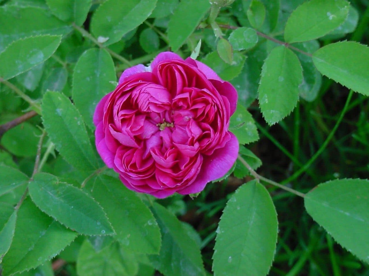 Baumschule Gold Rose de Resht Öl-Rose Karminrot