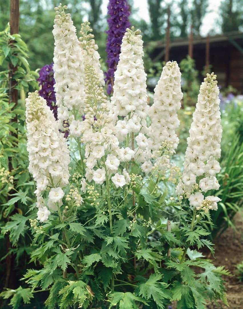 Pflanzen für Dich Staude Delphinium Pacific Galahad Weiß - Bild 2