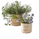 Mirabeau Übertopf 2er Set antikbeige Steinoptik Bild 2