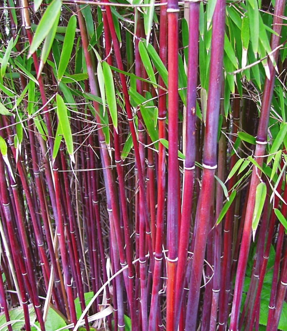 BALDUR Garten Roter Bambus 'Chinese Wonder' 2 St. Winterhart Immergrün