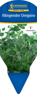 Hängender Oregano Topf 12cm Origanum vulgare Gewürzkraut Bild 2