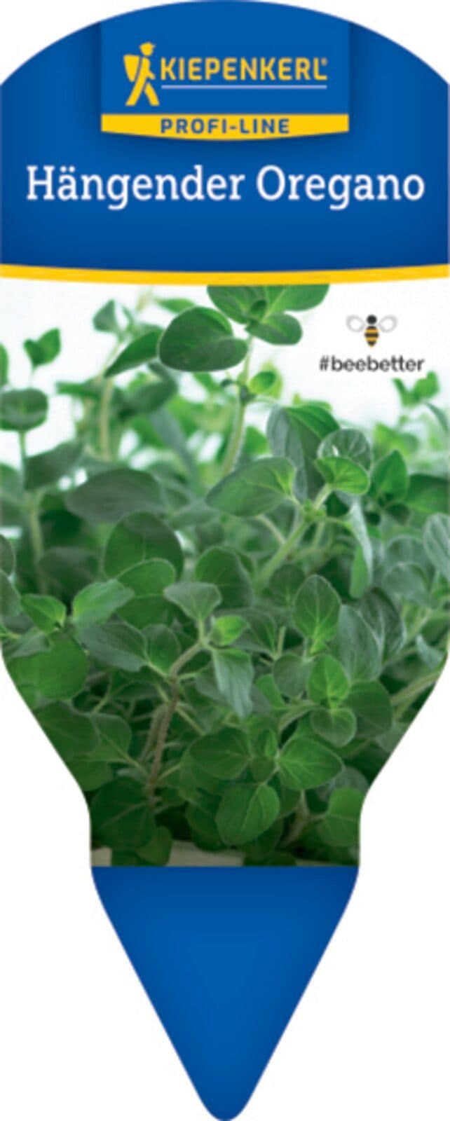 Hängender Oregano Topf 12cm Origanum vulgare Gewürzkraut - Bild 2