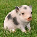 dazikemo Gartenfigur Schwein Dekofigur Kunststein Bild 2