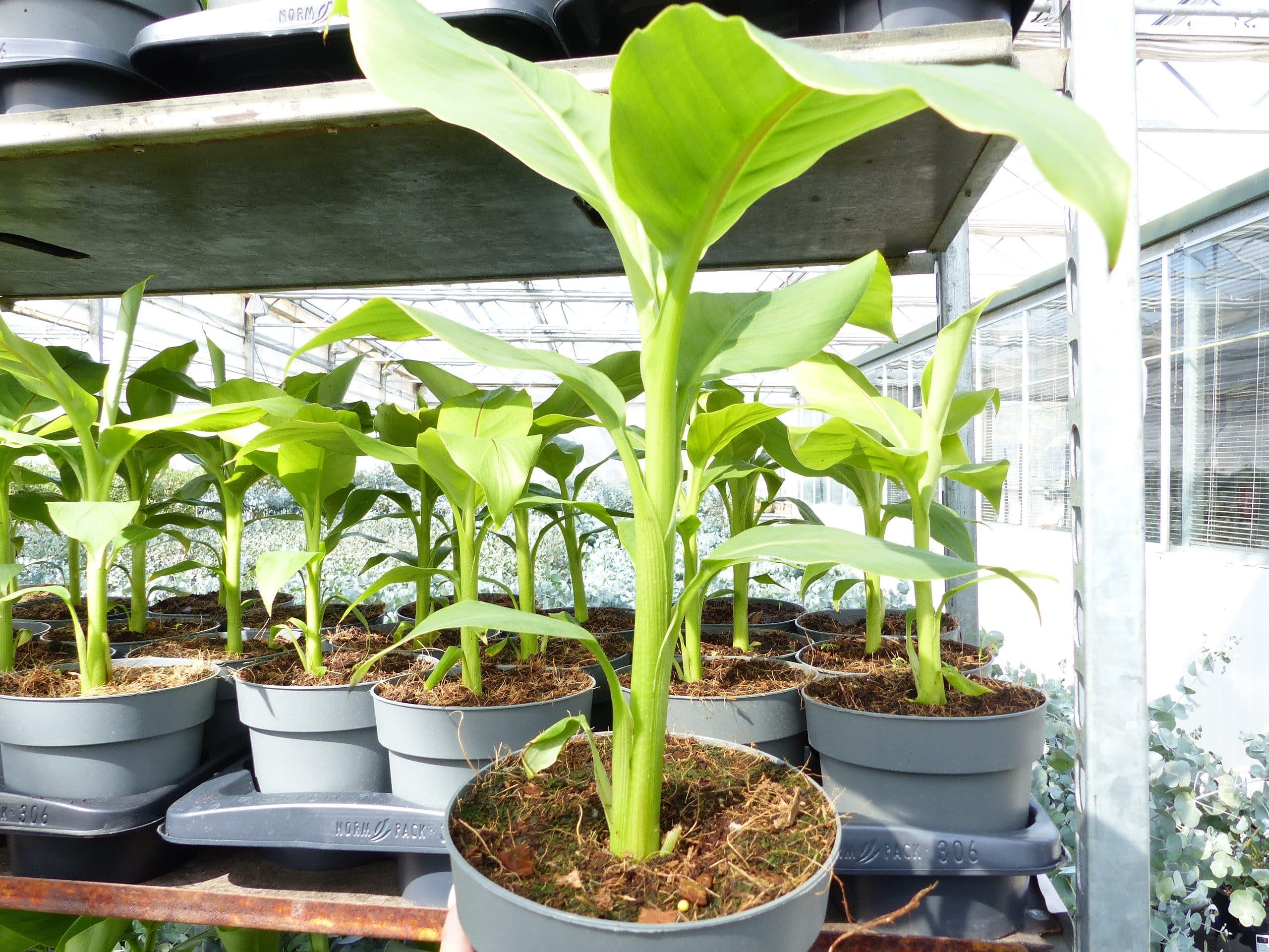 Gruenwaren Jakubik Bananenstaude Musa Basjoo 60 - 80 cm Winterhart - Bild 2