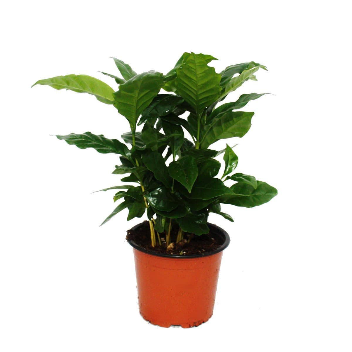 Exotenherz Zimmerpflanze Kaffee Pflanze Coffea arabica 1 Pflanze