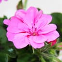 Exotenherz Hängende Geranien Set 6 Pflanzen Pelargonium bunt Bild 2