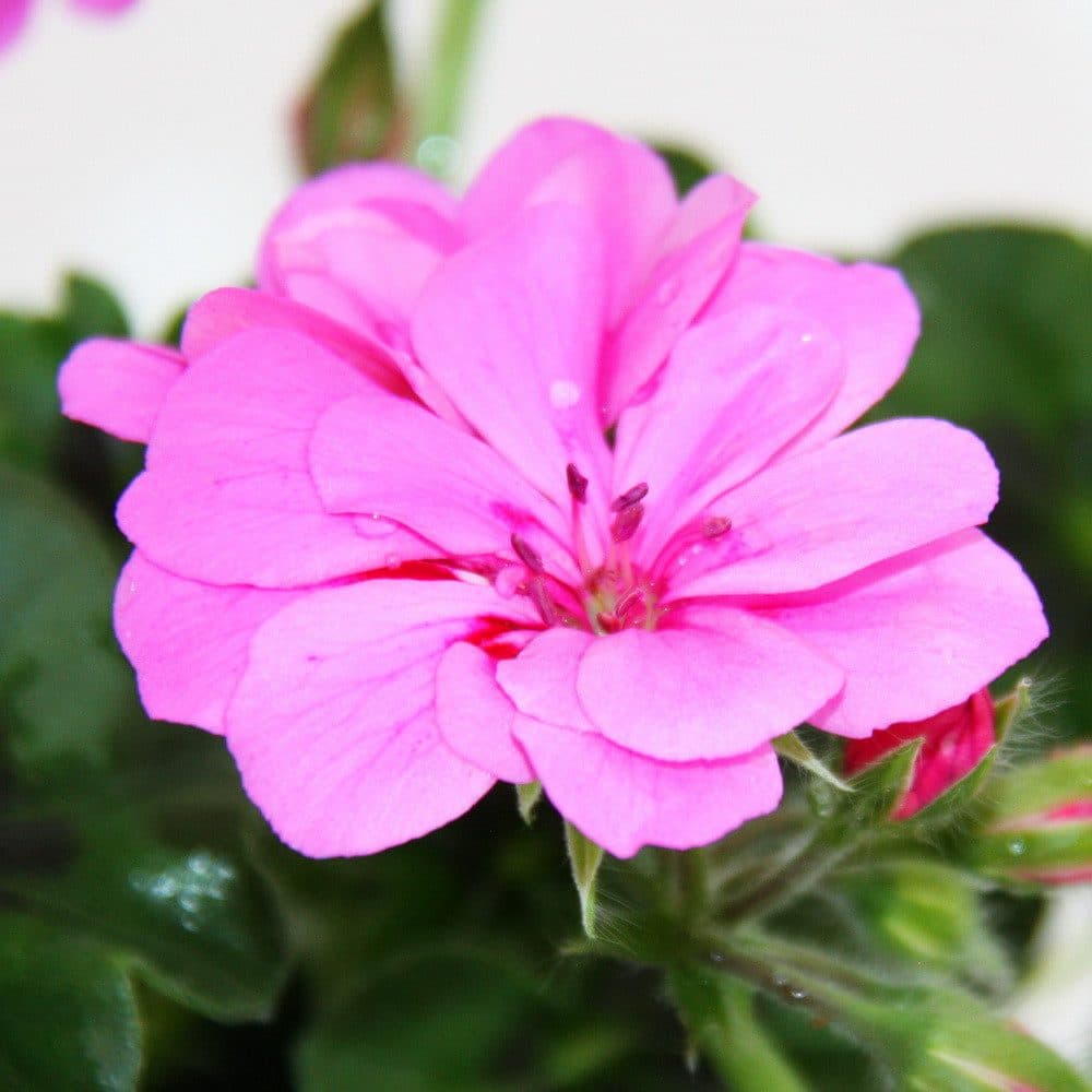 Exotenherz Hängende Geranien Set 6 Pflanzen Pelargonium bunt - Bild 2