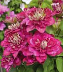 BALDUR Garten Clematis 'Hot Kisses®' Rosa Gefüllte Blüten Kletterpflanze Bild 2