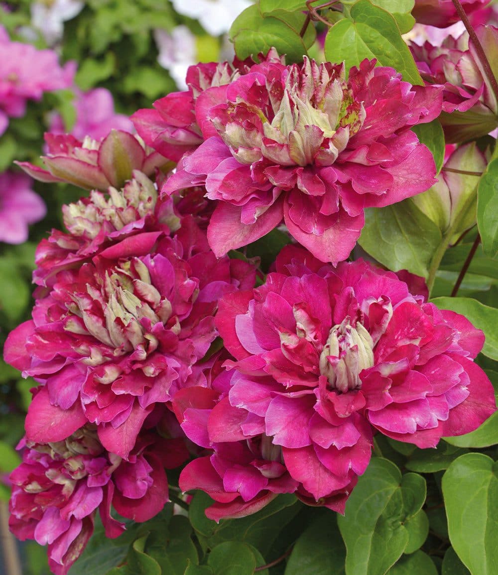 BALDUR Garten Clematis 'Hot Kisses®' Rosa Gefüllte Blüten Kletterpflanze - Bild 2