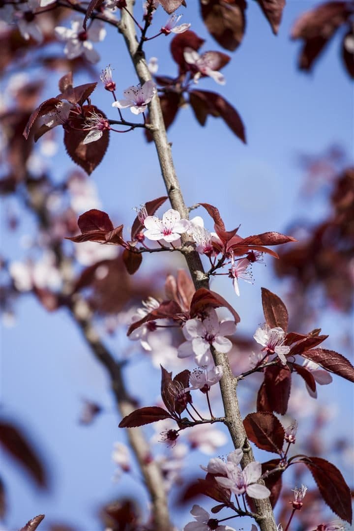 Pflanzen für Dich Prunus cerasifera Nigra Blutpflaume Rosa/Violett - Bild 2