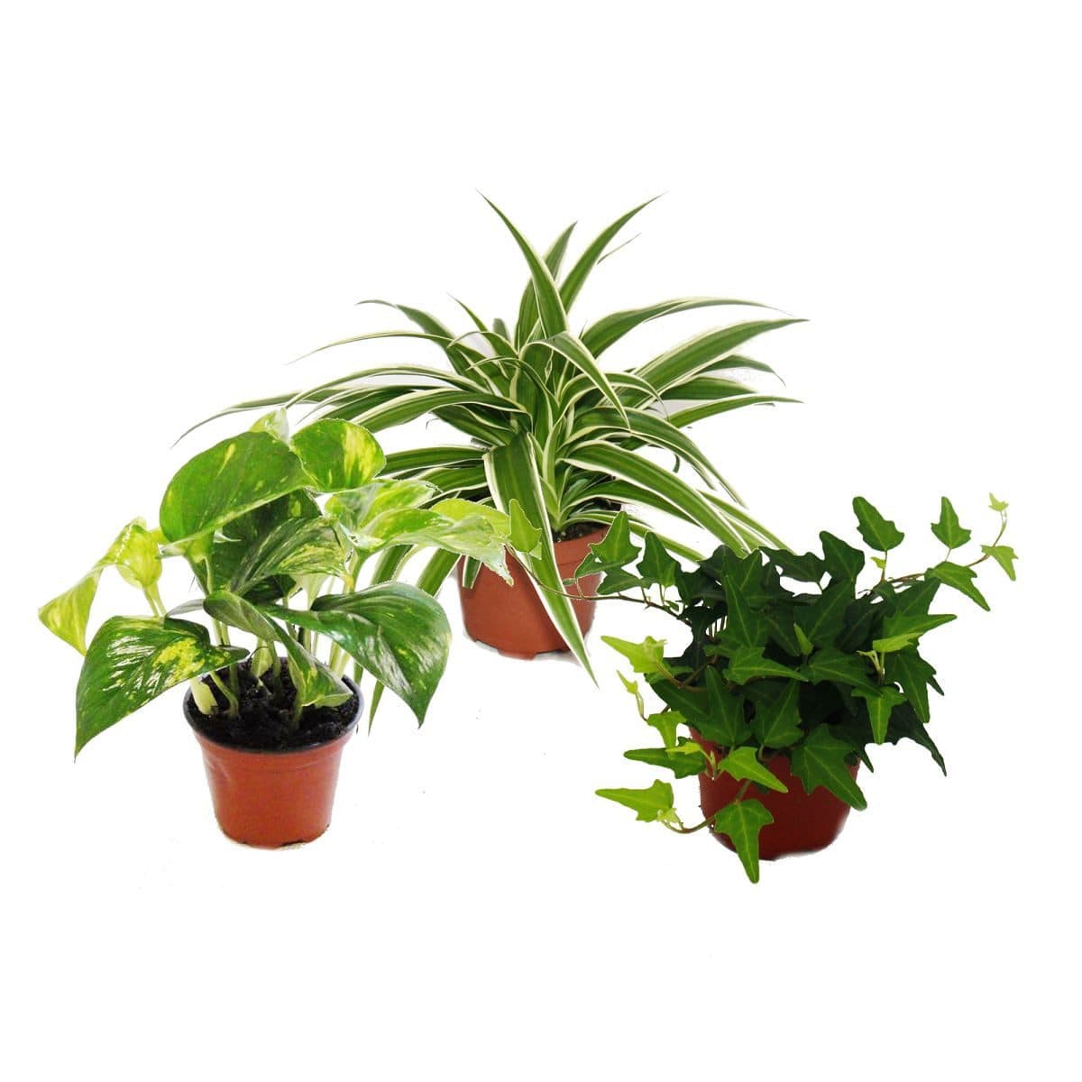 Exotenherz Zimmerpflanze Rankpflanzen Set 3 Pflanzen 9cm - Bild 2