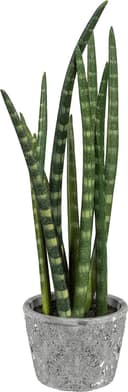 Creativ green Kunstpflanze Sanseveria mit Zementtopf Grün Bild 2