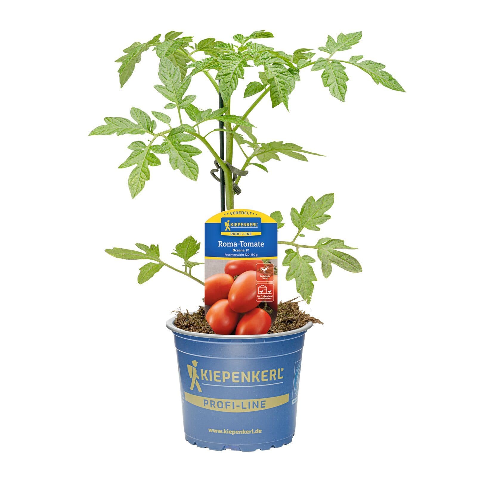 Pflanzen für Dich Roma-Tomate Oceana veredelt F1 12cm Topf - Bild 2