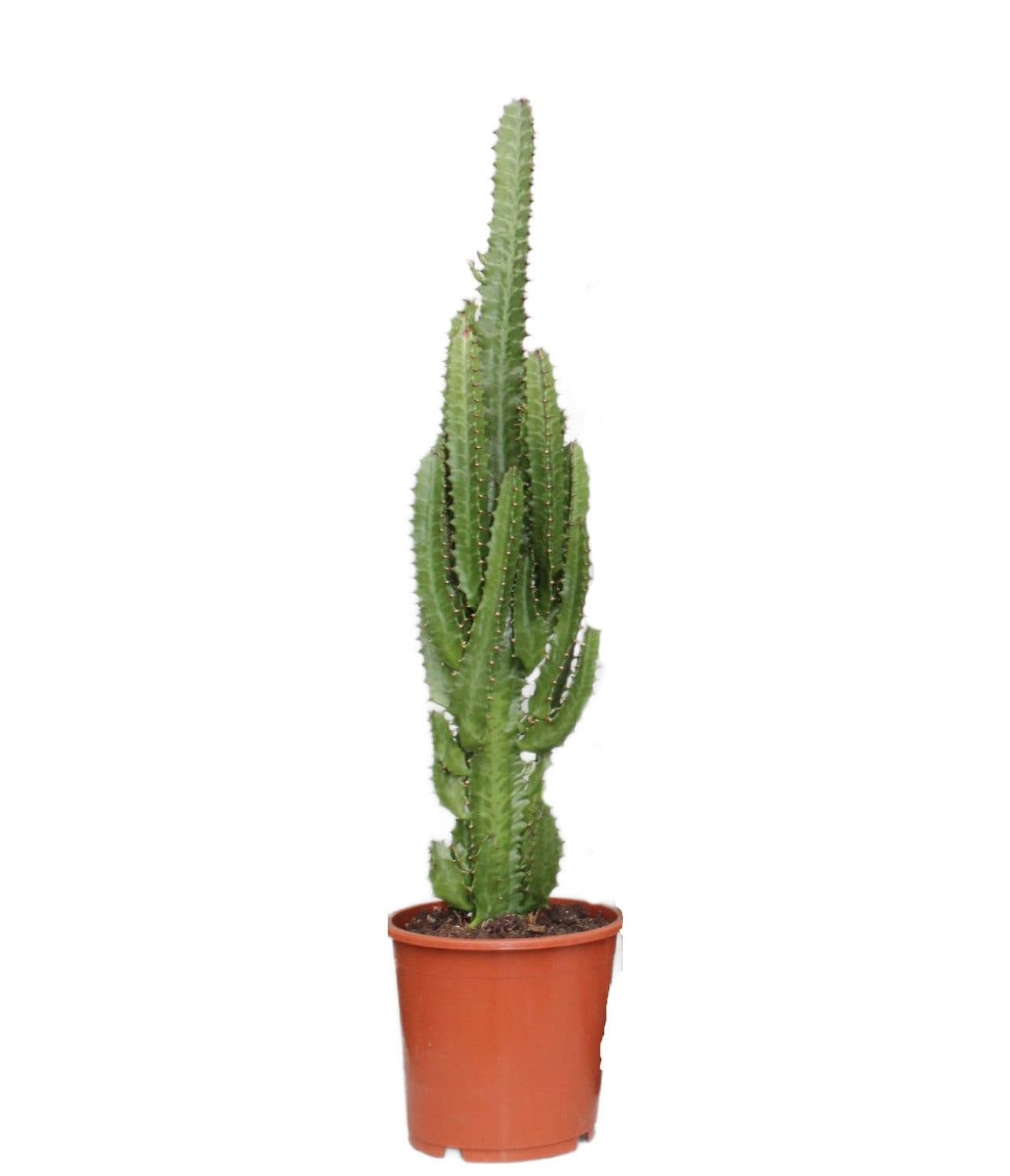 meinvipshop Zimmerpflanze Euphorbia trigona 60cm