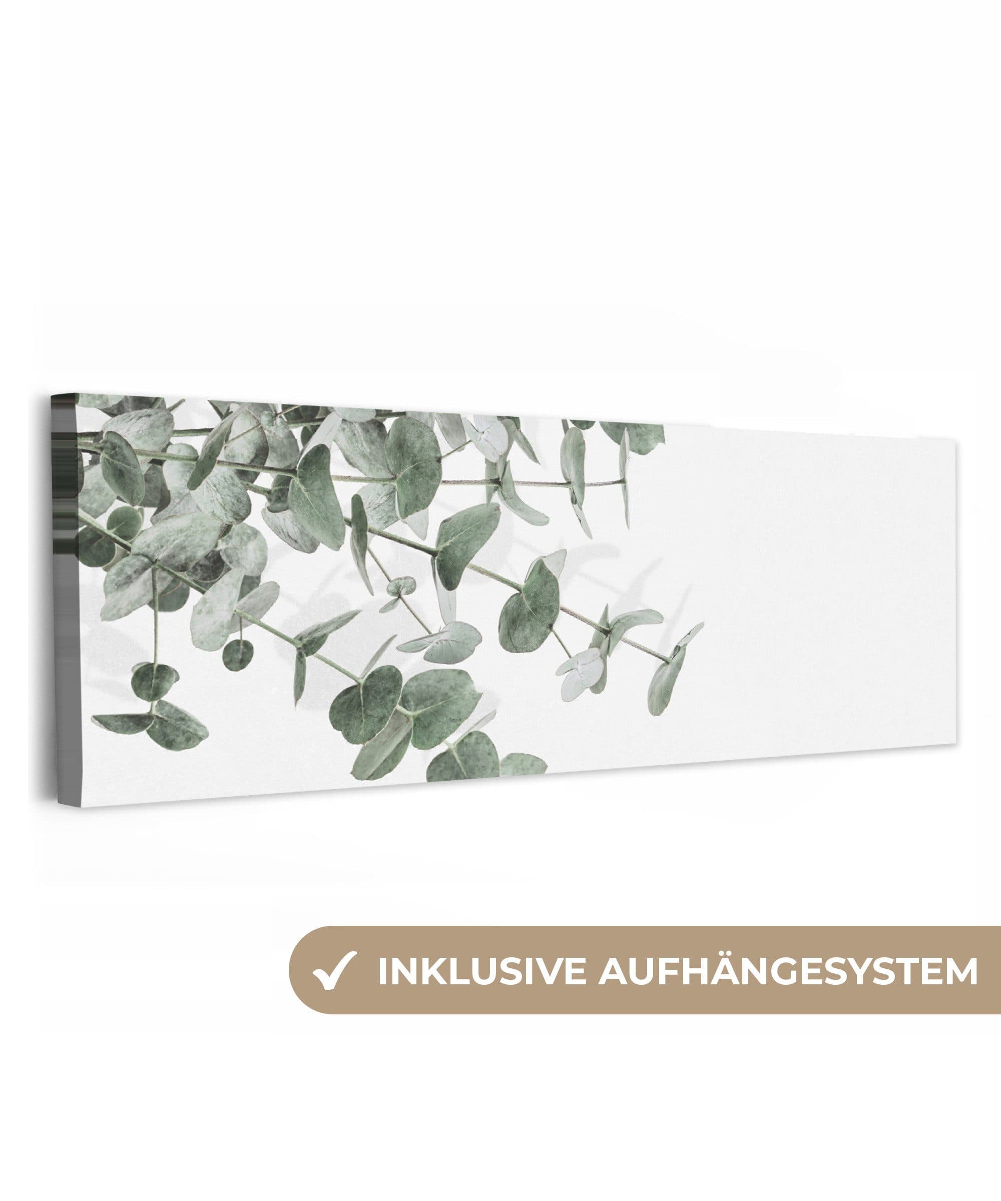 OneMillionCanvasses® Leinwandbild Panorama Eukalyptus Grün - Bild 2