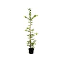 Pflanzen für Dich Hainbuche Carpinus betulus 1 St. Grün Bild 2