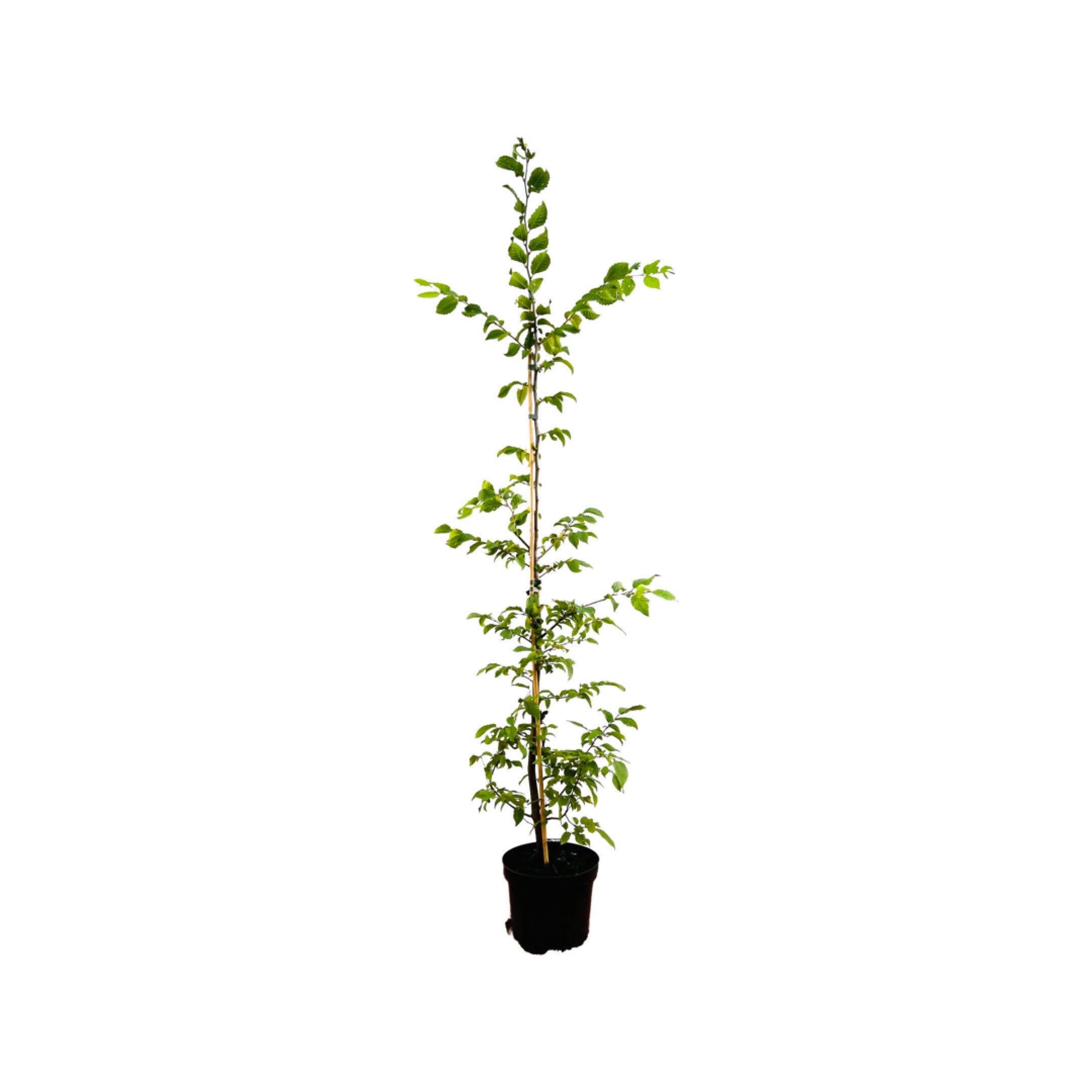 Pflanzen für Dich Hainbuche Carpinus betulus 1 St. Grün - Bild 2