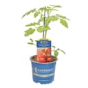 Pflanzen für Dich Aroma-Tomate Alido® Rot veredelt F1 12cm Topf Bild 2