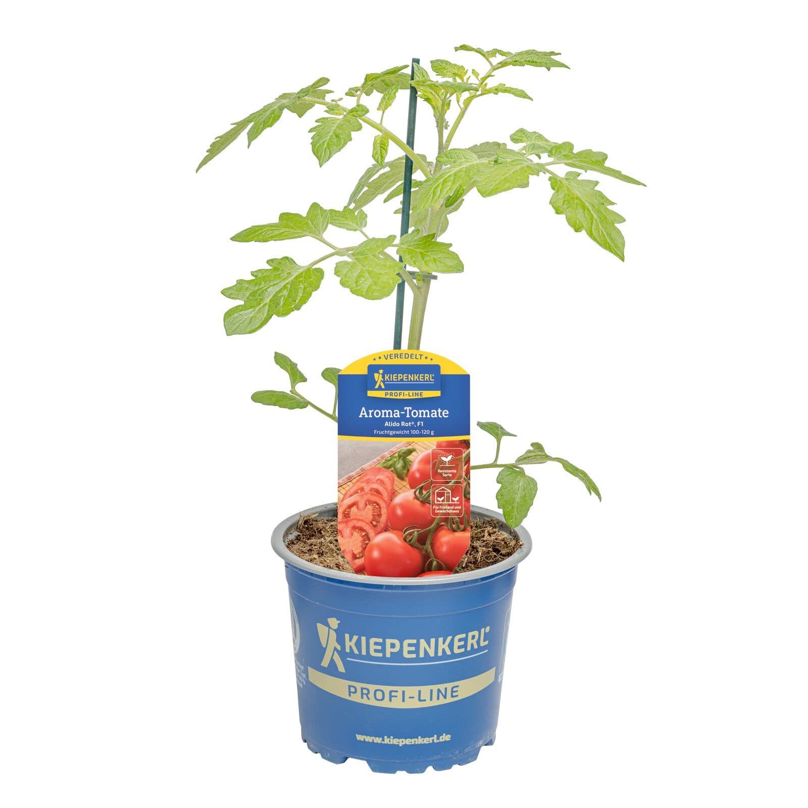 Pflanzen für Dich Aroma-Tomate Alido® Rot veredelt F1 12cm Topf - Bild 2