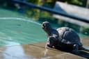 Ubbink Wasserspeier Schildkröte Polyresin Garten Bild 2