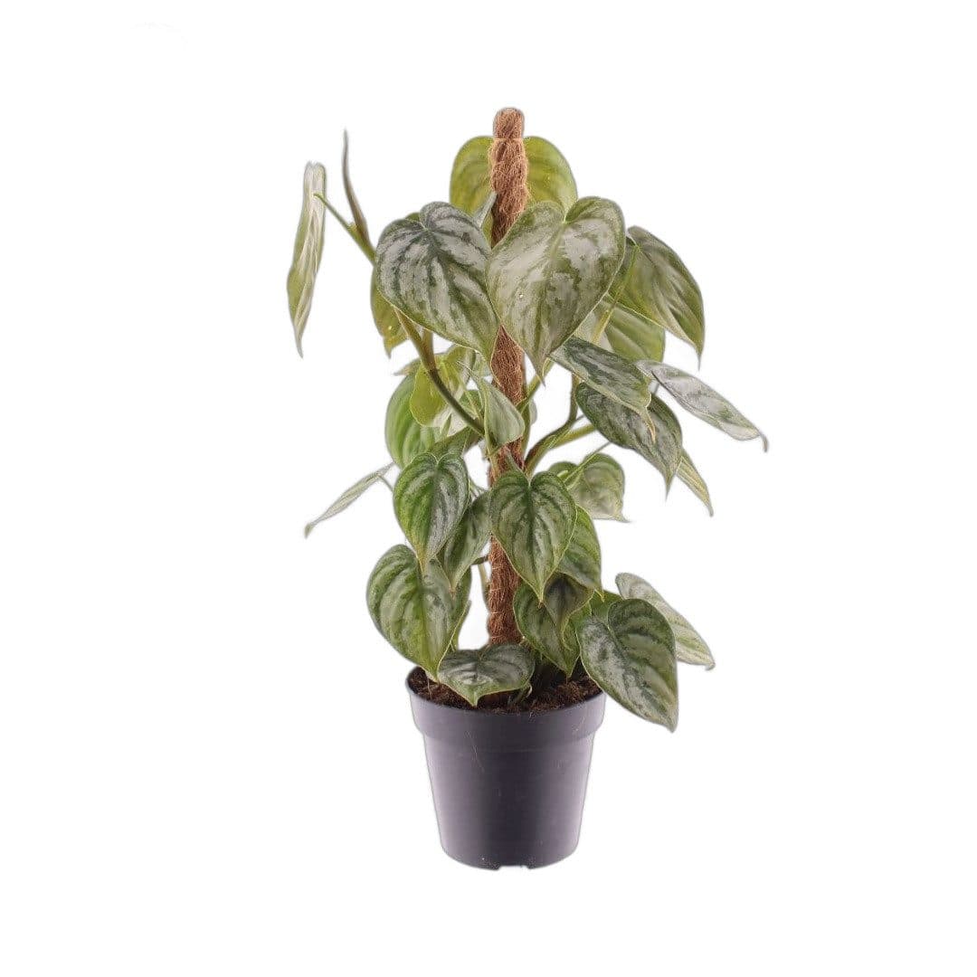 meinvipshop Zimmerpflanze Philodendron brandtianum 40cm