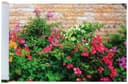 Maximex Balkonsichtschutz Blumenmuster Bild 2