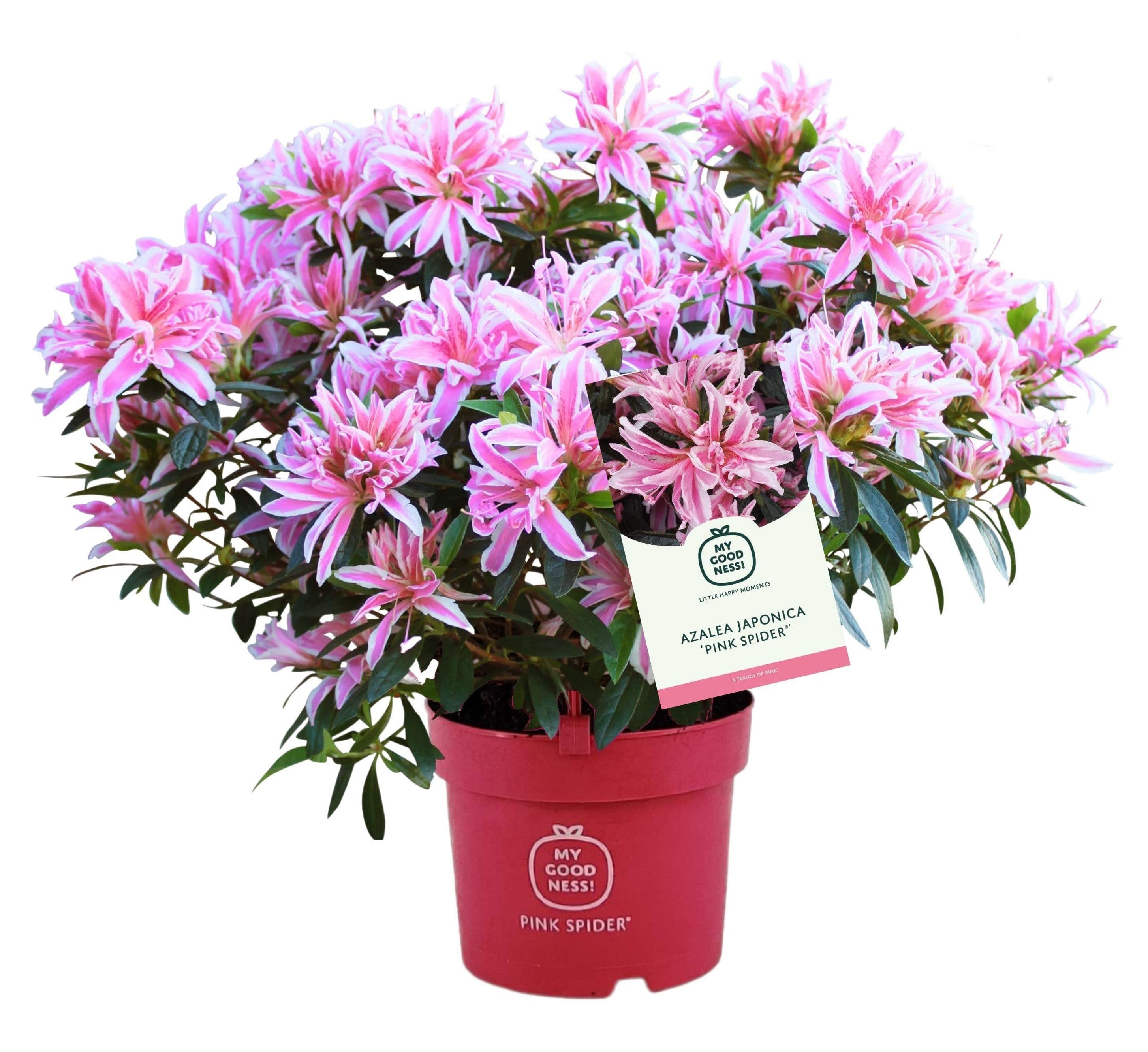 meinvipshop Rhododendron Pink Spider Azalee Topfpflanze