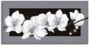 Artland Wandbild Weiße Orchideen auf grau - Alubild, Leinwandbild oder Poster Bild 2