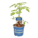 Pflanzen für Dich Aroma-Tomate Alido® Choco veredelt F1 12cm Topf Bild 2