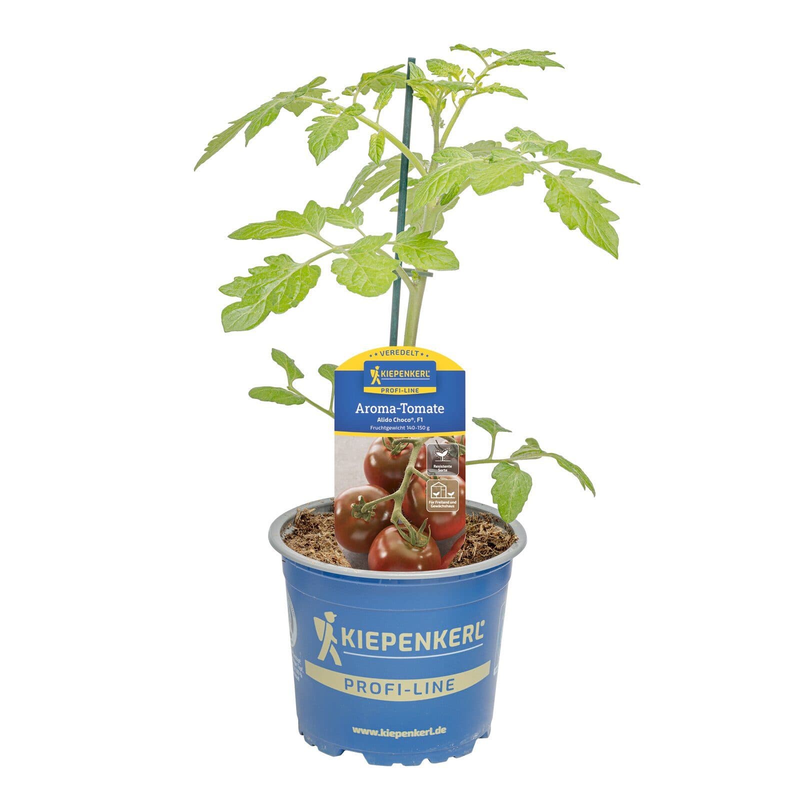 Pflanzen für Dich Aroma-Tomate Alido® Choco veredelt F1 12cm Topf - Bild 2