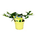 Exotenherz Kaffir-Limette Citrus hystrix Gewürzpflanze Bild 2