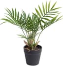 BOTANIC-HAUS Künstliche Chamaedorea Palme Grün mit Schwarzem Topf Bild 2