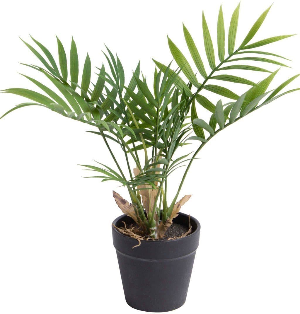 BOTANIC-HAUS Künstliche Chamaedorea Palme Grün mit Schwarzem Topf - Bild 2