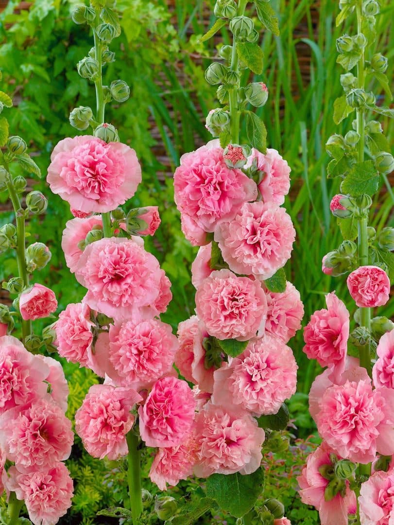Pflanzen für Dich Stockrose Alcea rosea Pleniflora Chaters Rosa